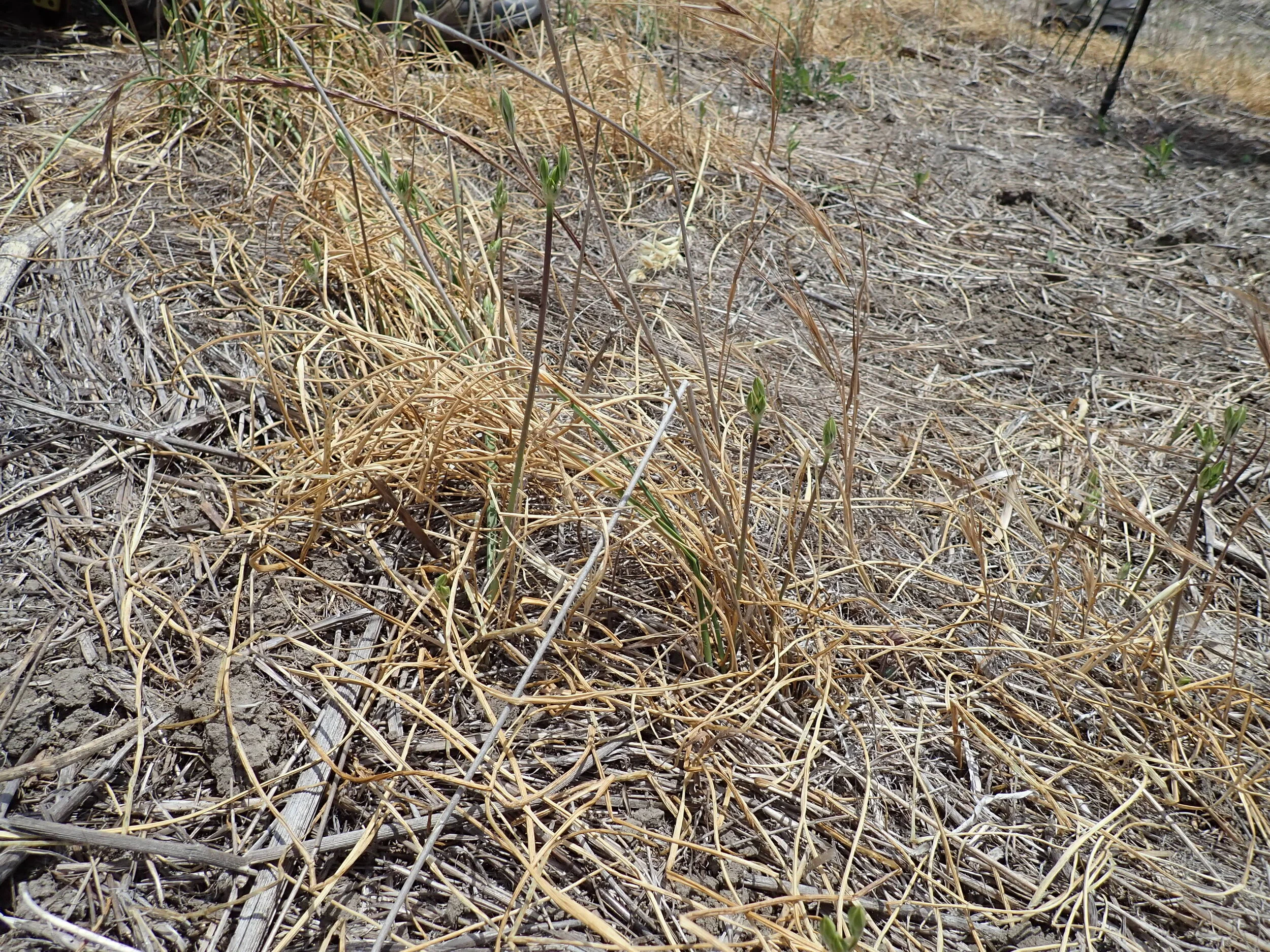 Threadleaf brodiaea scape. Photo credit: Justin Daniel
