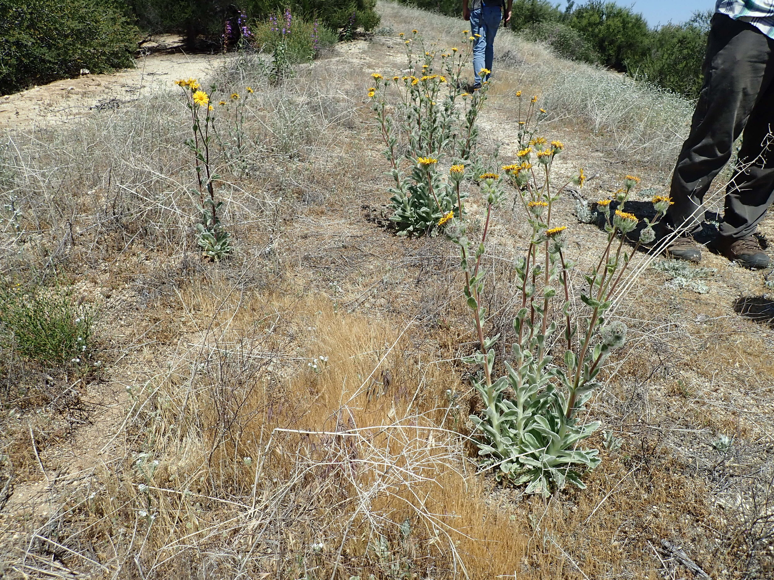 Hulsea californica (San Diego alpinegold. Photo credit: Justin Daniel