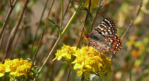 Quino checkerspot butterfly. Photo credit: U.S. Fish &amp; Wildlife Service