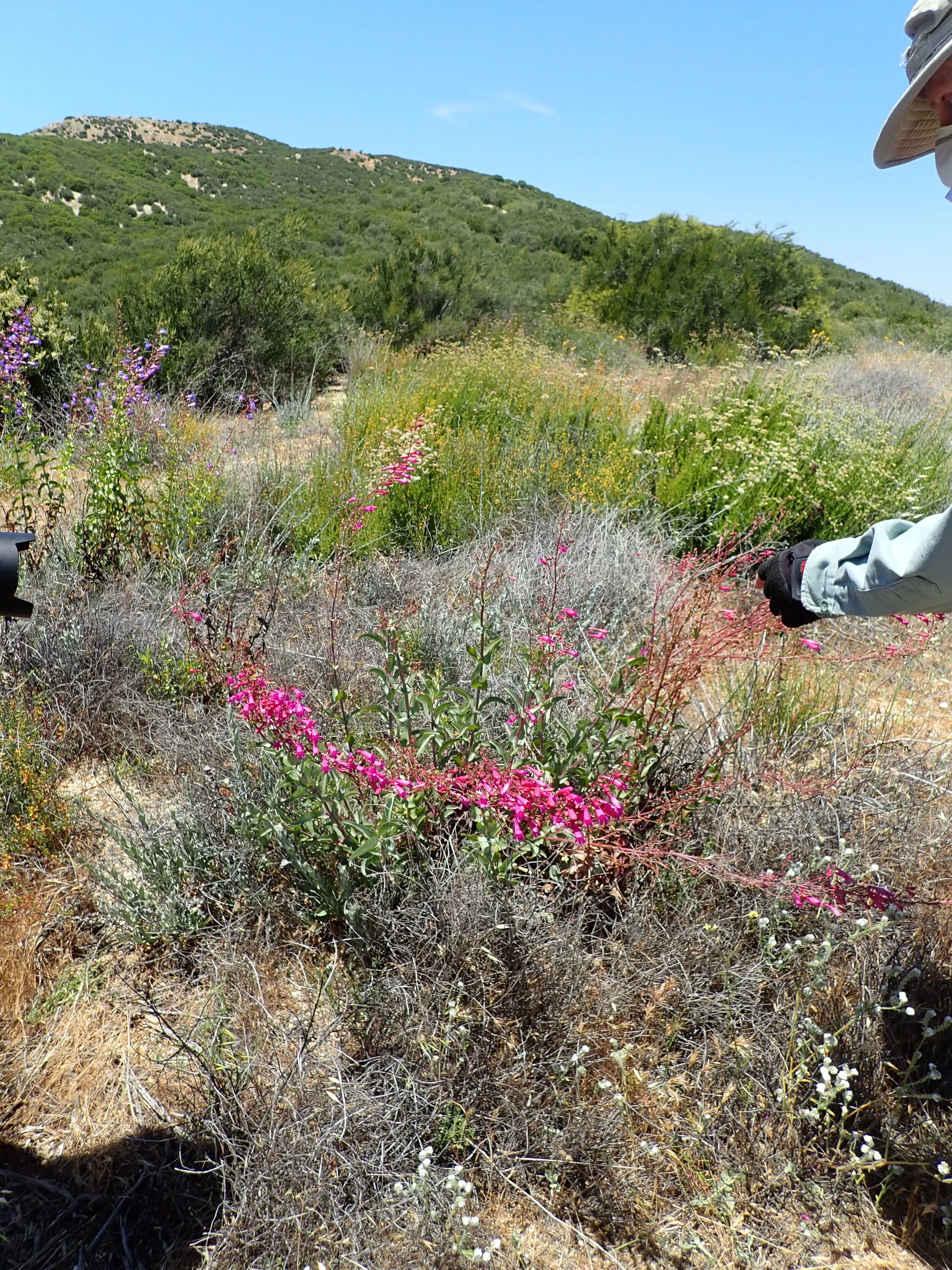Cleveland's beardtongue in the field (Penstemon clevelandii). Photo credit: Justin Daniel.