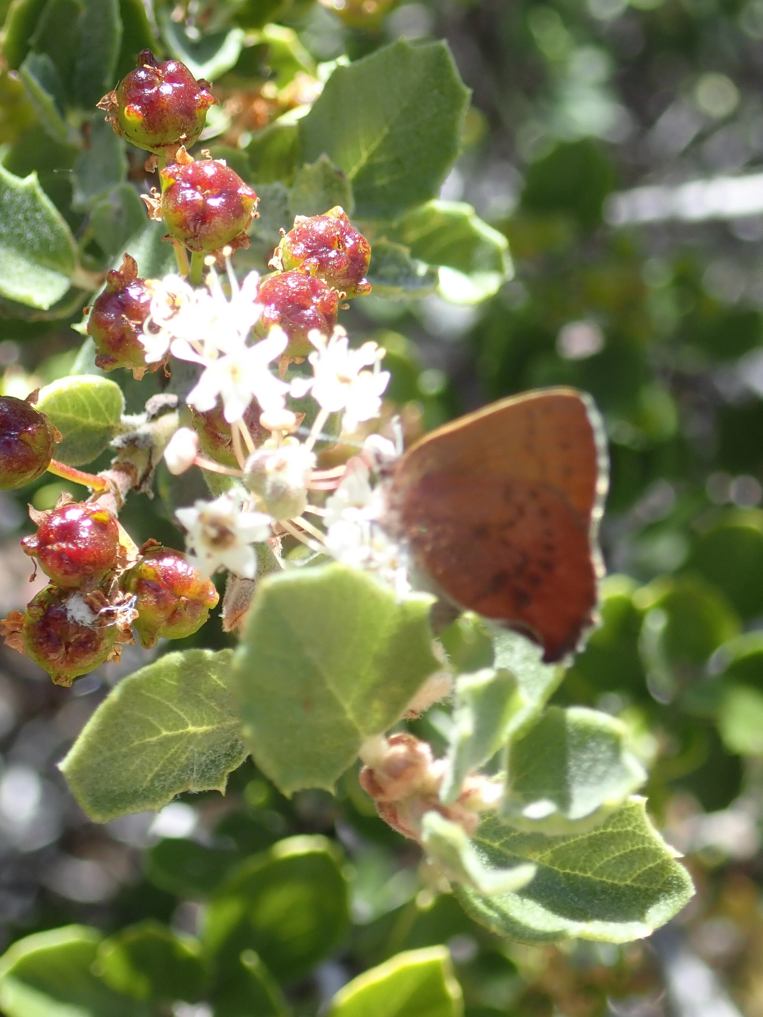 Golden Hairstreak Butterfly (Habrodais grunus), Cup Leaf Ceanothus (Ceanothus perplexans). Photo credit: Justin Daniel.