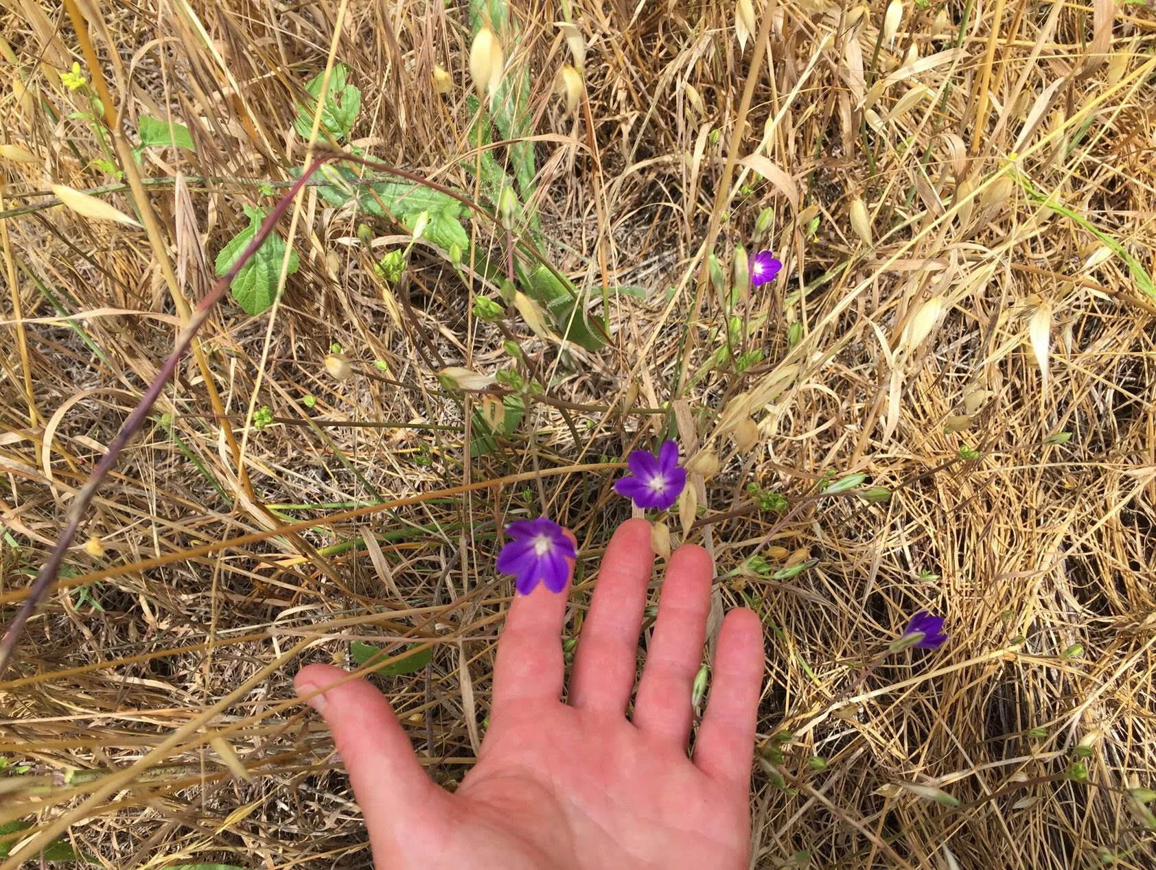 Brodiaea filifolia. Photo credit: Justin Daniel.