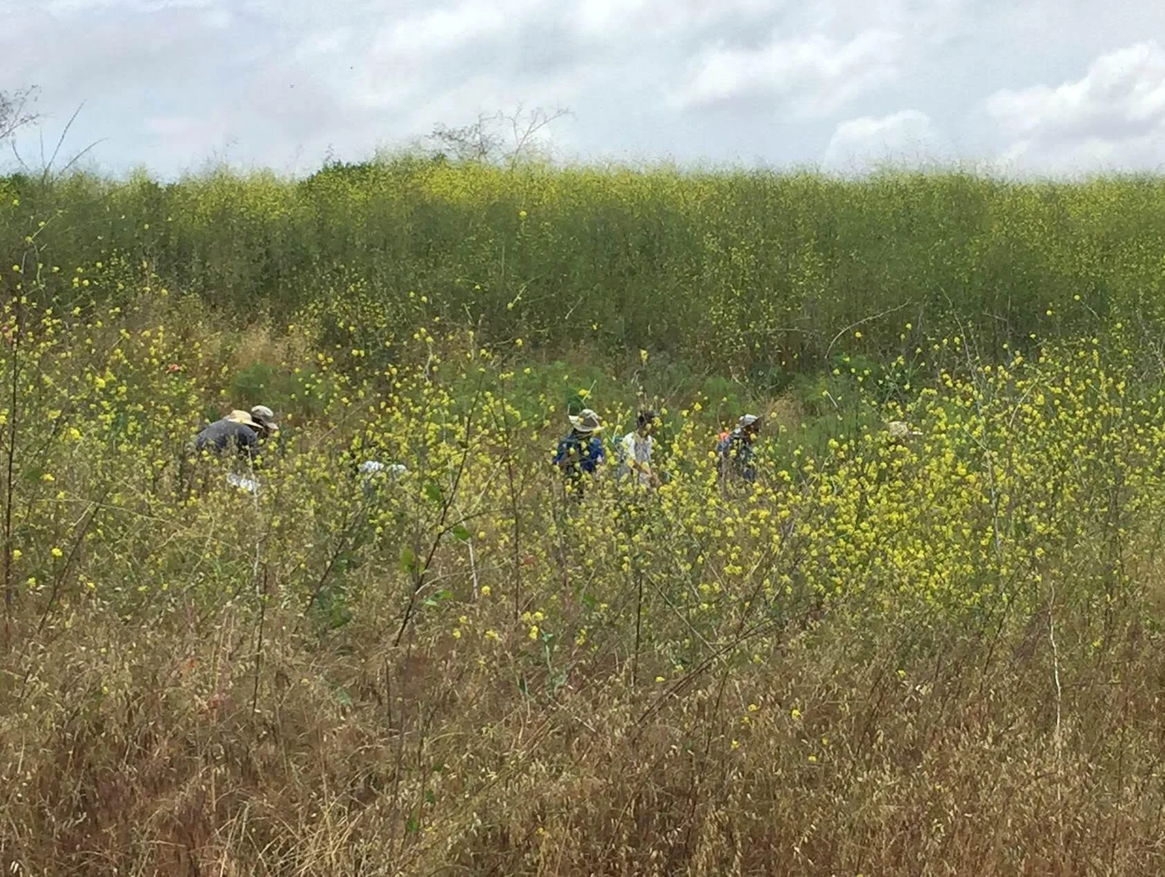 Searching among the dried grasses and wild mustard. Photo credit: Justin Daniel.