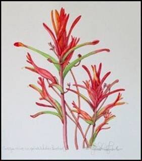 Castilleja minor ssp. spiralis. Photo credit: Julie Schneider Ljubenkov