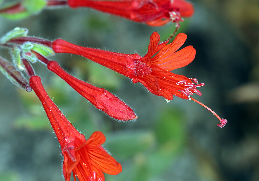 Epilobium canum. Photo credit: Calscape.