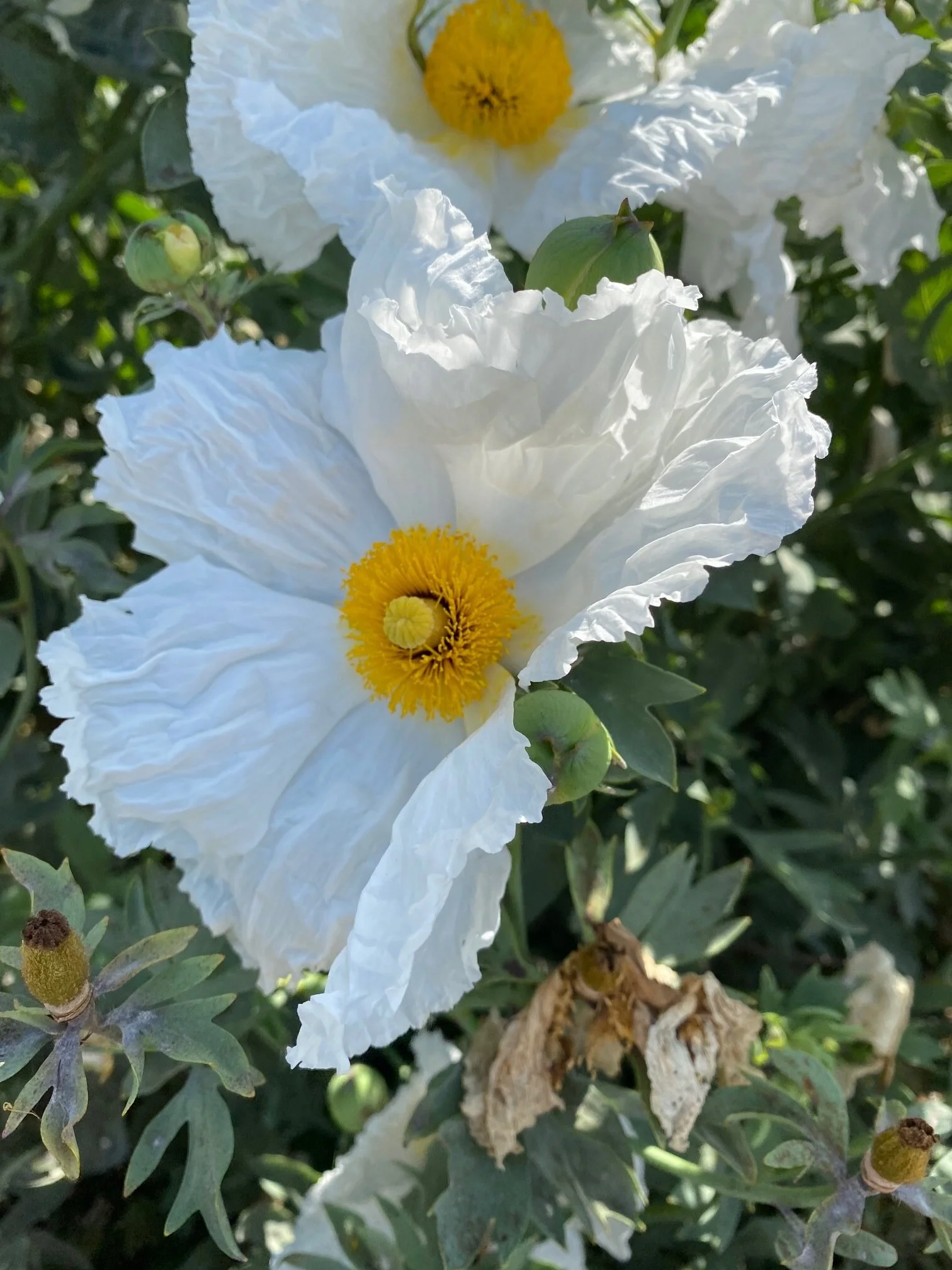 Romneya coulteri. Photo credit: Bobbie Stephenson
