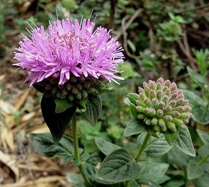 Monardella villosa. Photo credit: Calscape