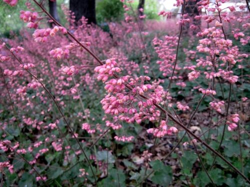 Heuchera maxima. Photo credit: Calscape.