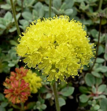 Eriogonum umbellatum. Photo credit: Calscape.