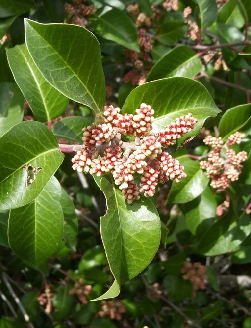 Rhus ovata. Photo credit: Calscape.