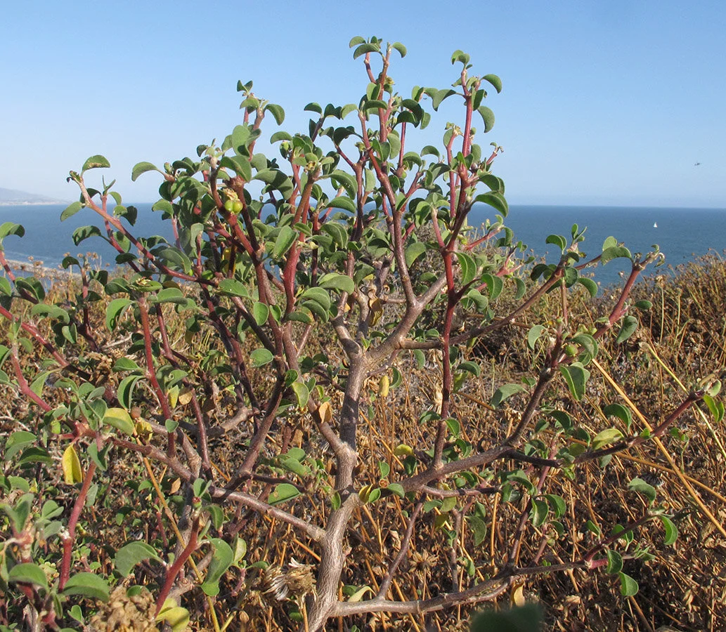 Euphorbia misera, cyathium.