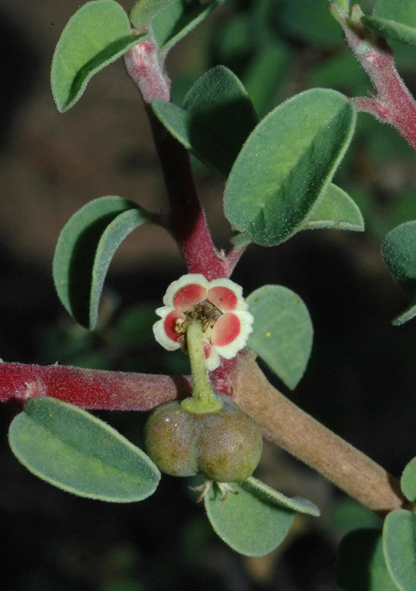 Euphorbia misera, cyathium.