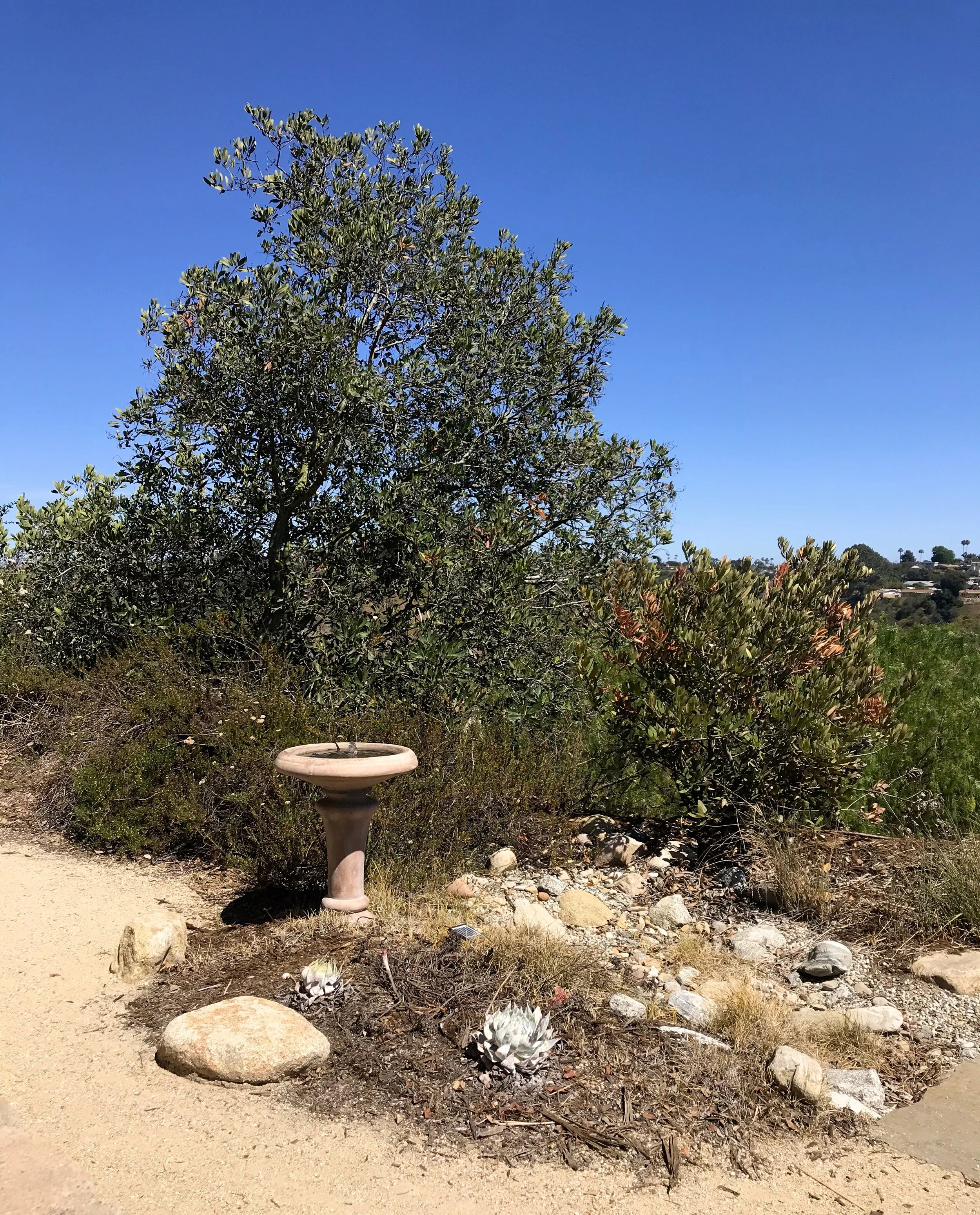 Heteromeles arbutifolia, and Eriogonum fasciculatum var. foliolosum. Photo credit: Tish Berge