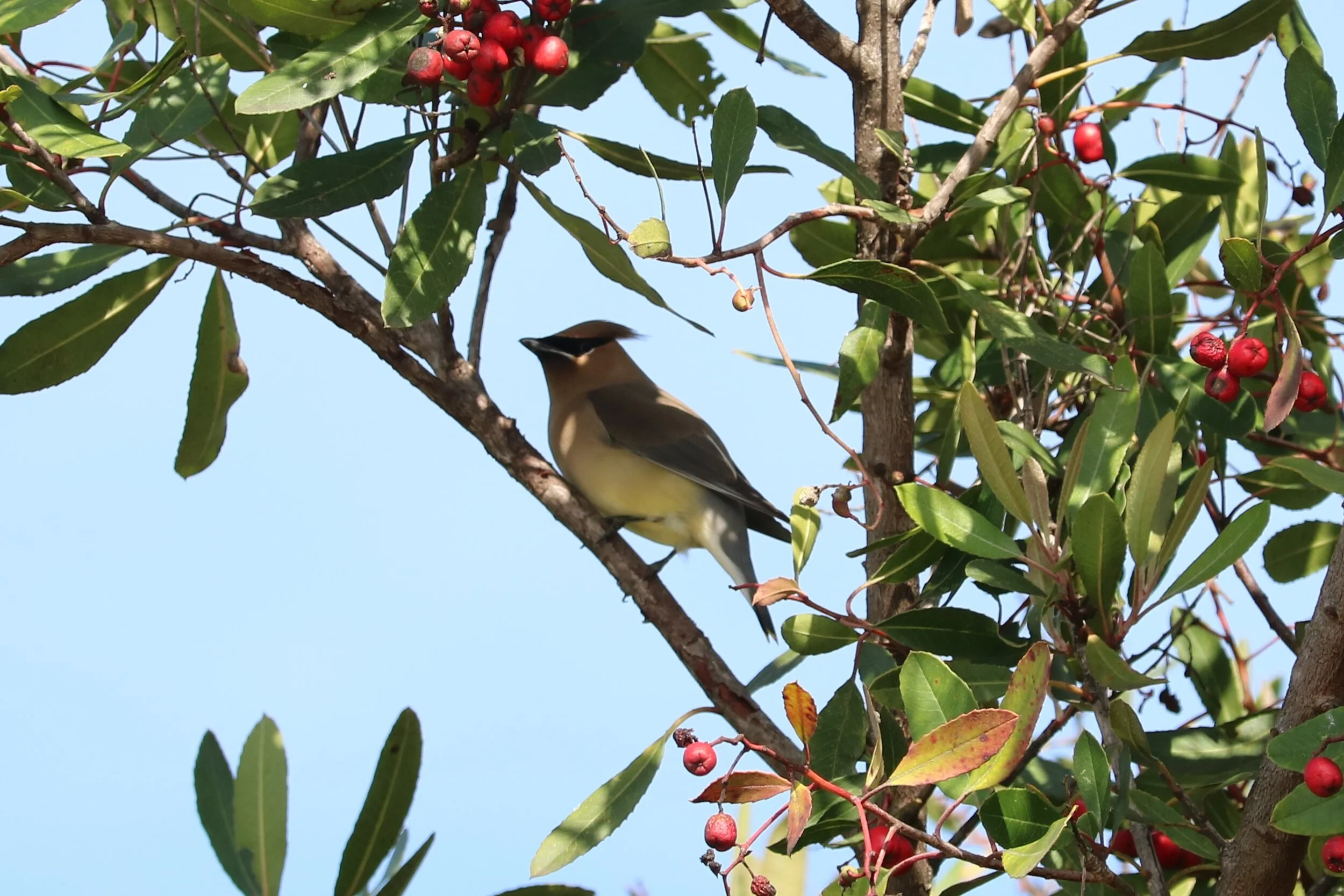 Cedar Waxwing (Bombycilla cedrorum) on a Toyon branch (Heteromeles arbutifolia). Photo credit: Tish Berge