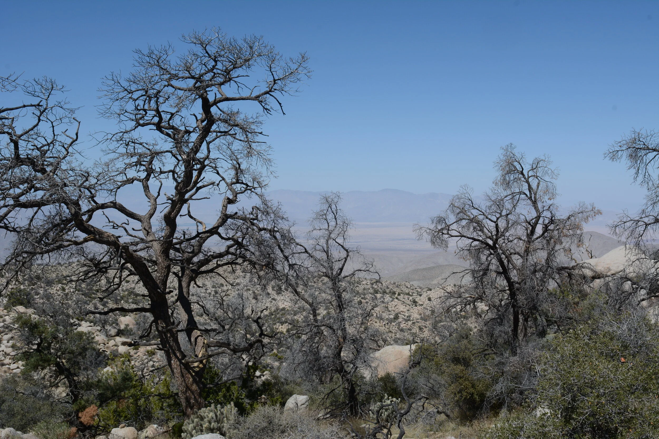 Dead Pinus monophyla. Photo credit: Tom Oberbauer.