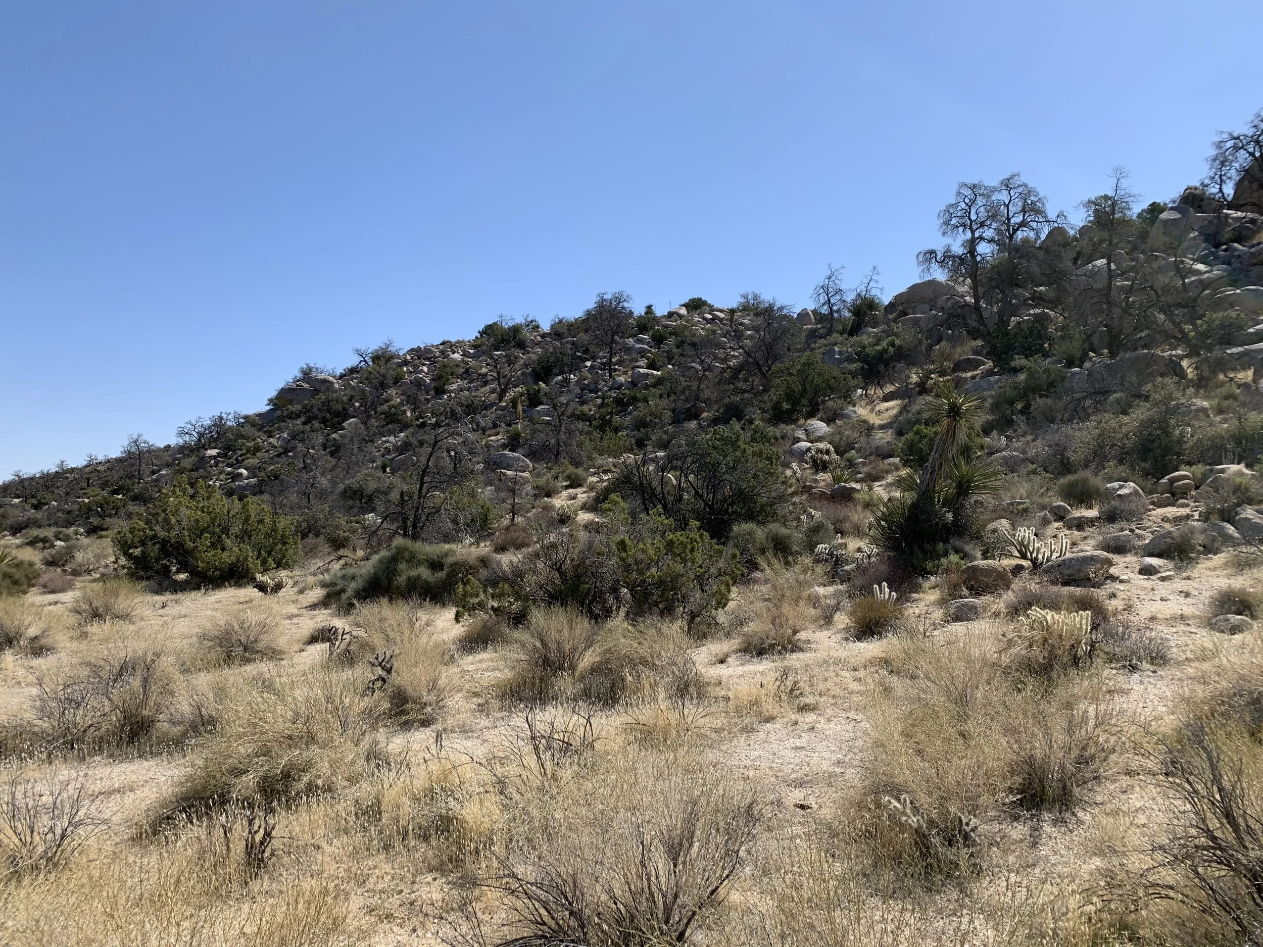 Live junipers amid dead pinyon pines along the trail up to Whale Peak.Photo credit: Tom Oberbauer.