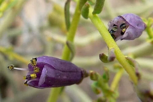 Turpentinebroom (Thamnosma montana). Photo credit: Calscape.