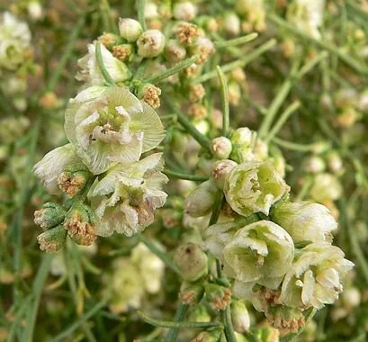 Cheesebush (Ambrosia salsola).Photo credit: Calscape.