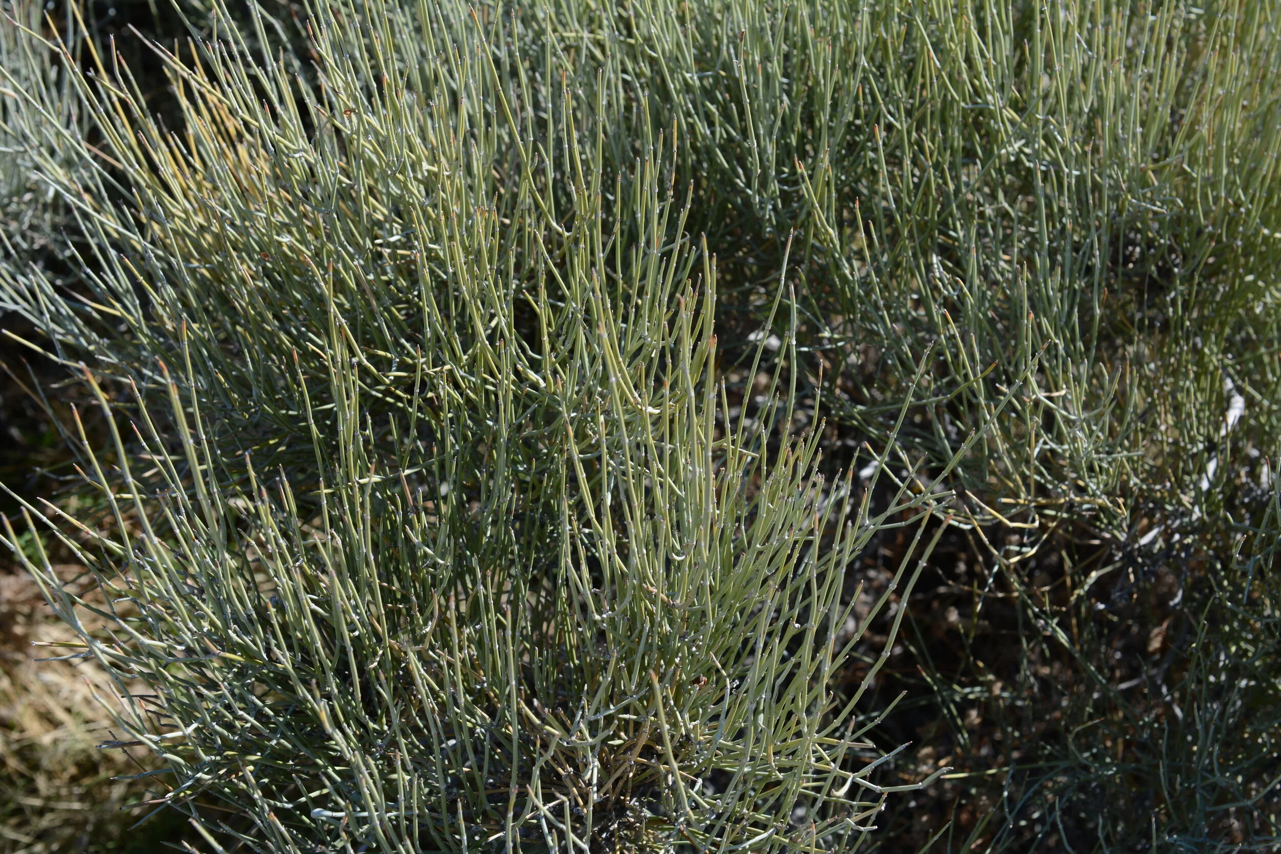 Boundary ephedra (Ephedra aspera). Photo credit: Tom Oberbauer.