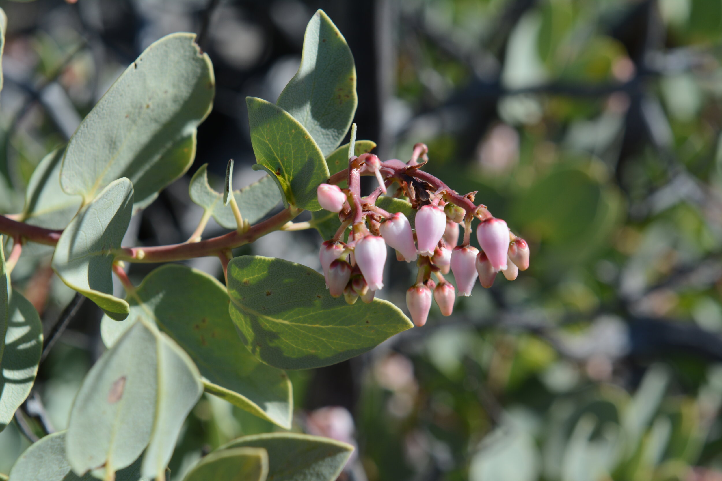 Arctostaphylos glauca (Bigberry manzanita). Photo credit: Tom Oberbauer.