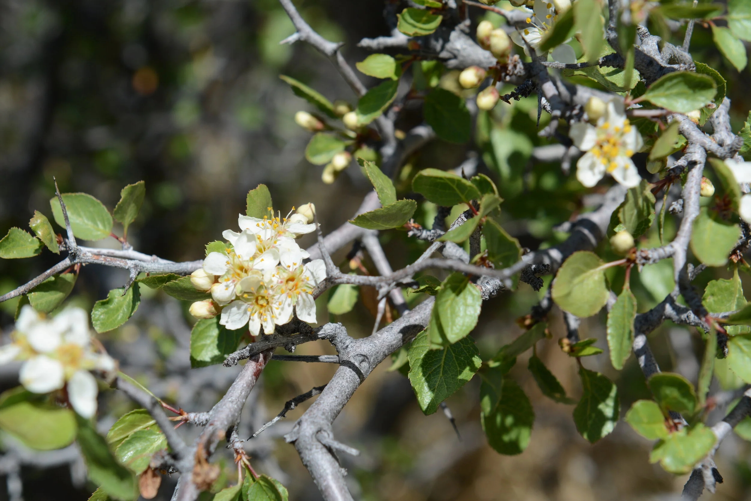 Prunus fremontii (Desert apricot). Photo credit: Tom Oberbauer.