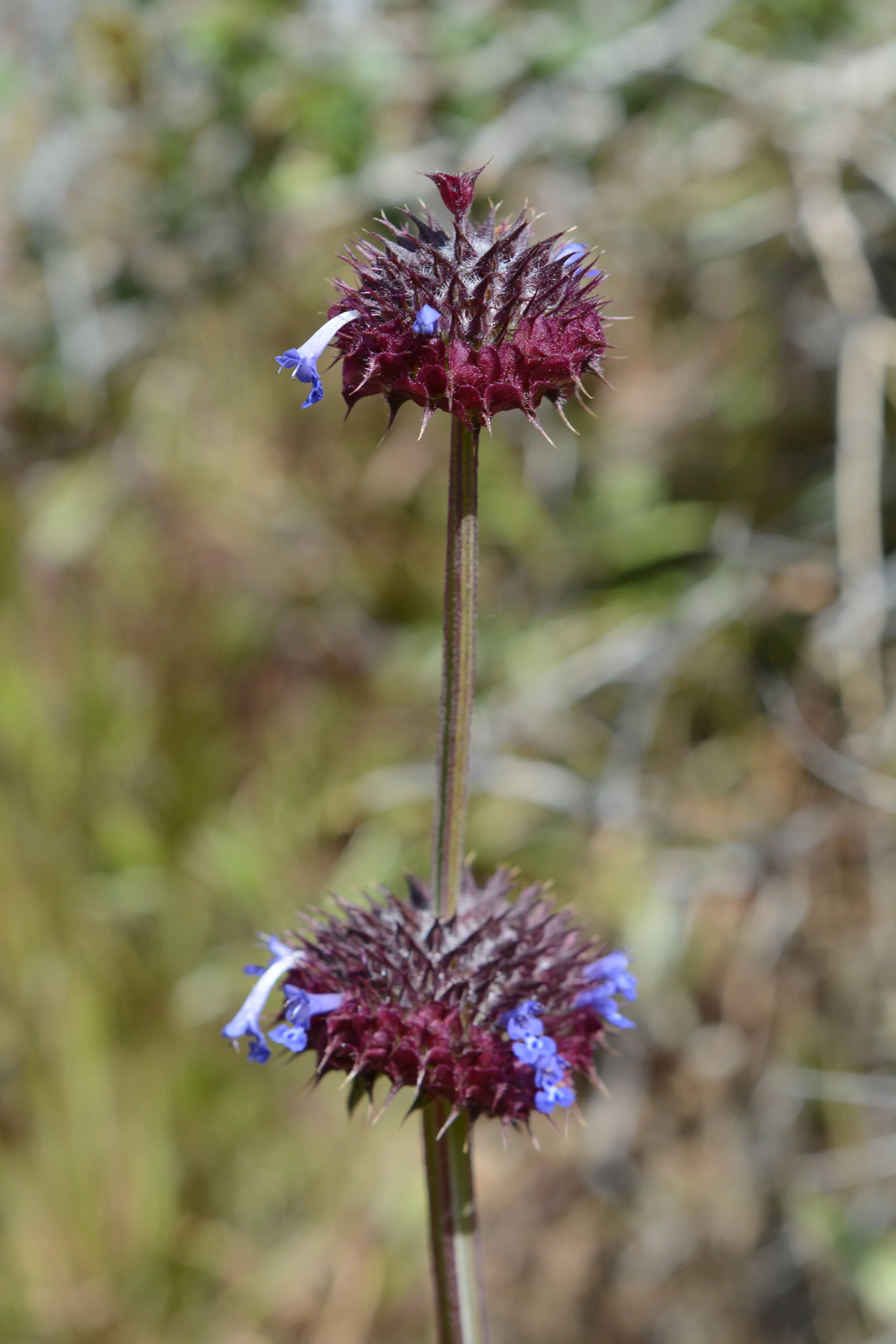 Salvia columbariae (Chia) DSC_7804.JPG