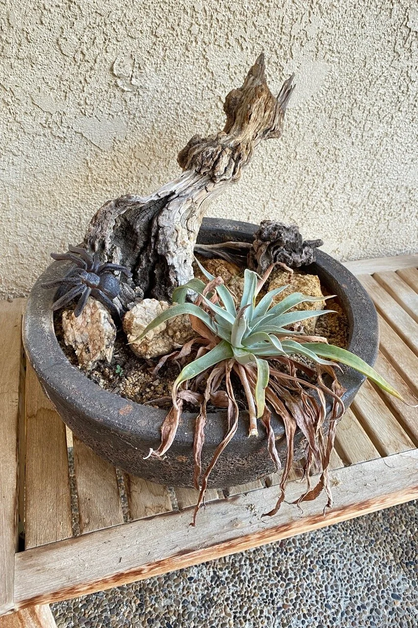 Dudleya growing robustly and in dormancy. Photo credit: Sue Jackson