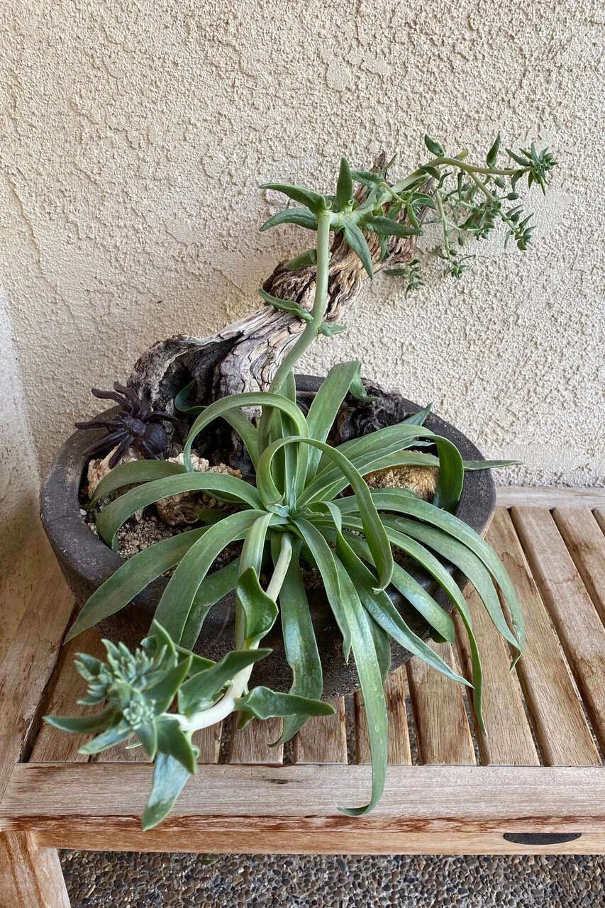 Dudleya growing robustly and in dormancy. Photo credit: Sue Jackson