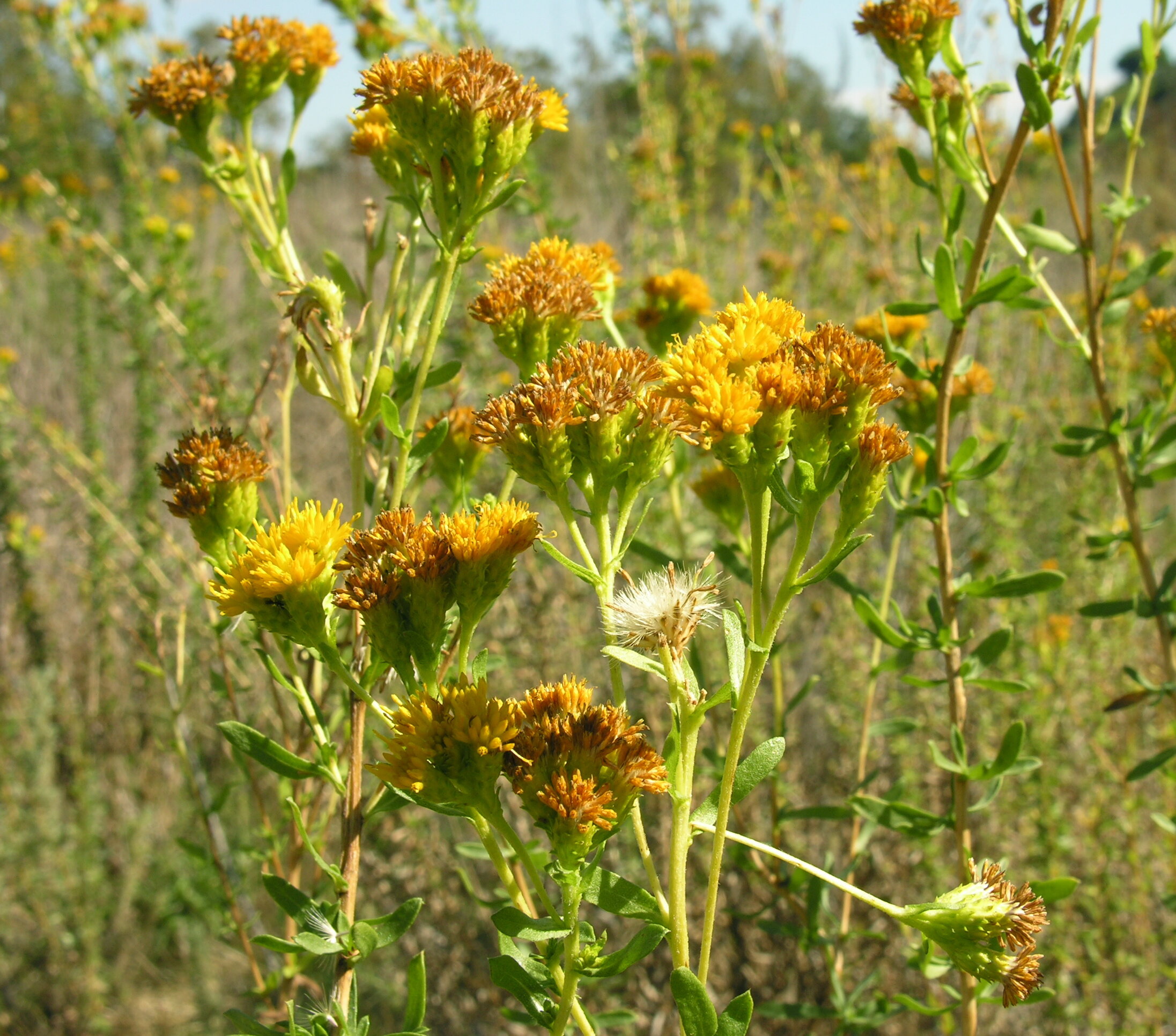 Isocoma menziesii © Margaret L. Fillius