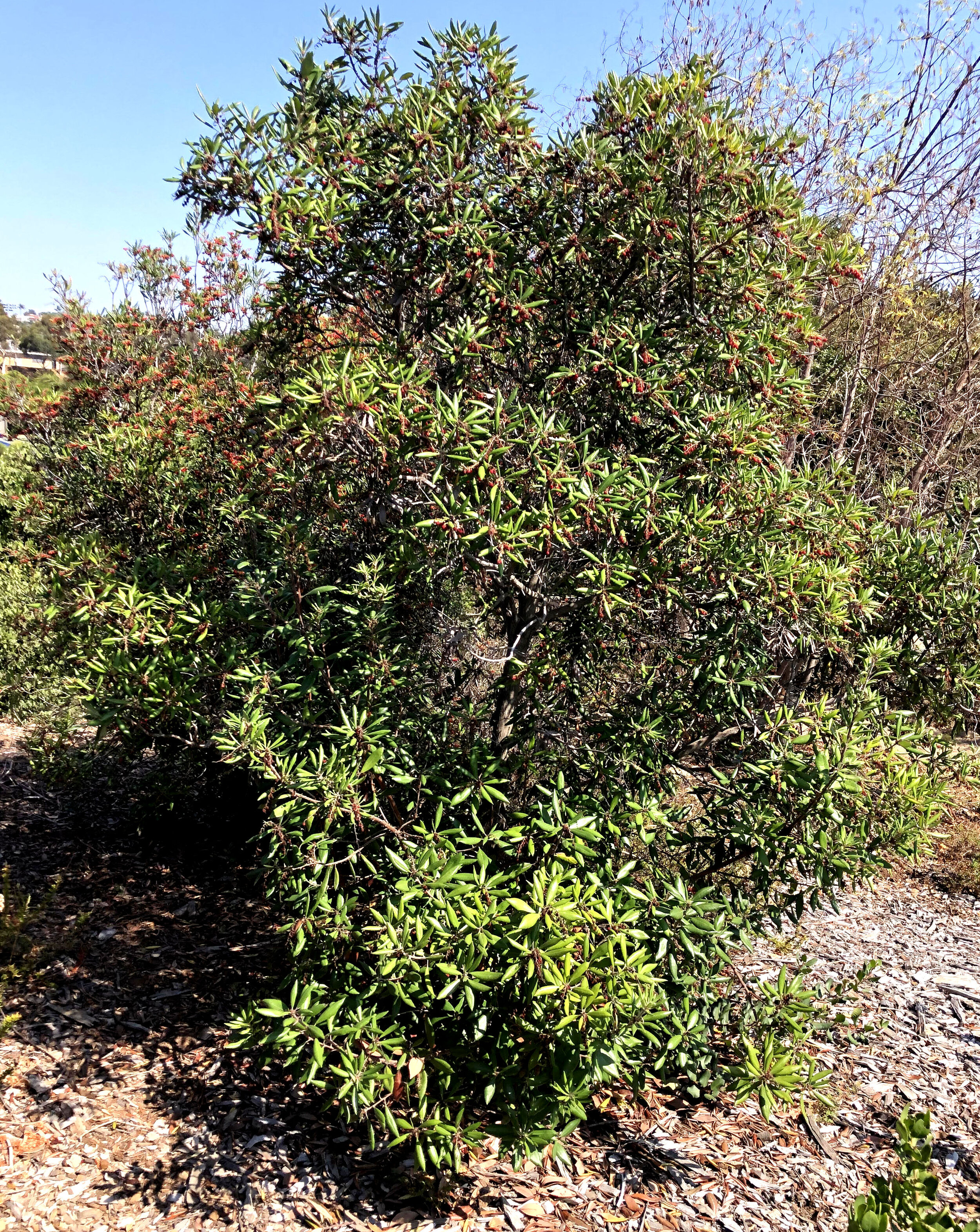 Comarostaphylos diversifolia in the Point Loma Native Garden. Photo courtesy of Al Field.