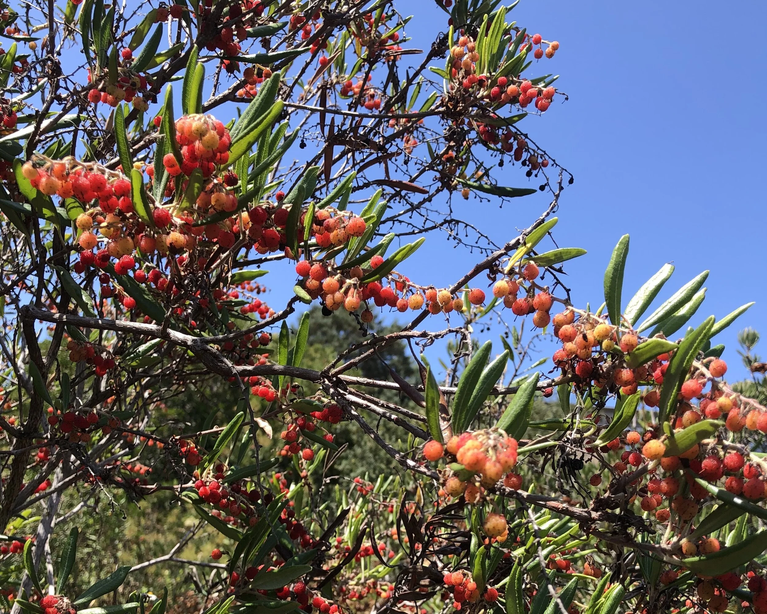 Closeup showing red berries. Photo courtesy of Al Field.