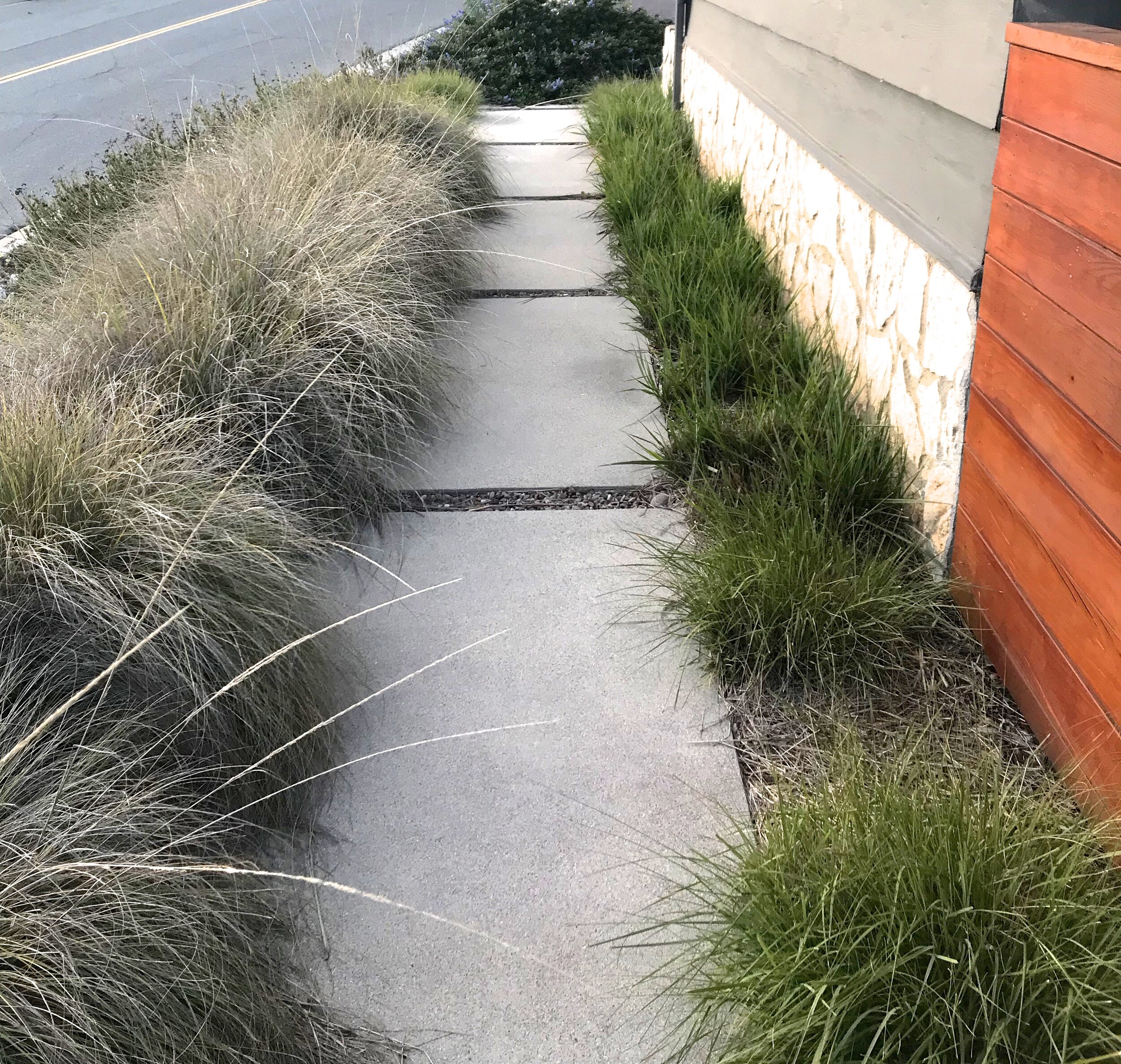 Deergrass (Muhlenbergia rigens) on the left side of the walkway and recently pruned wild rye (lymus conEdensatus) on right.