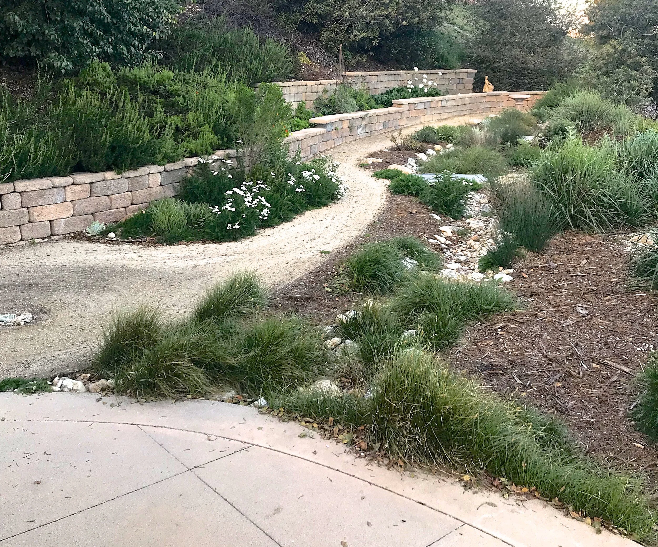 Carex praegracilis lining the concrete patio where the water runs off after a rain. Photo credit: Tish Berge.