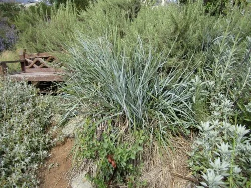 Giant wild rye (Elymus condensatus). Photo credit: Calscape.