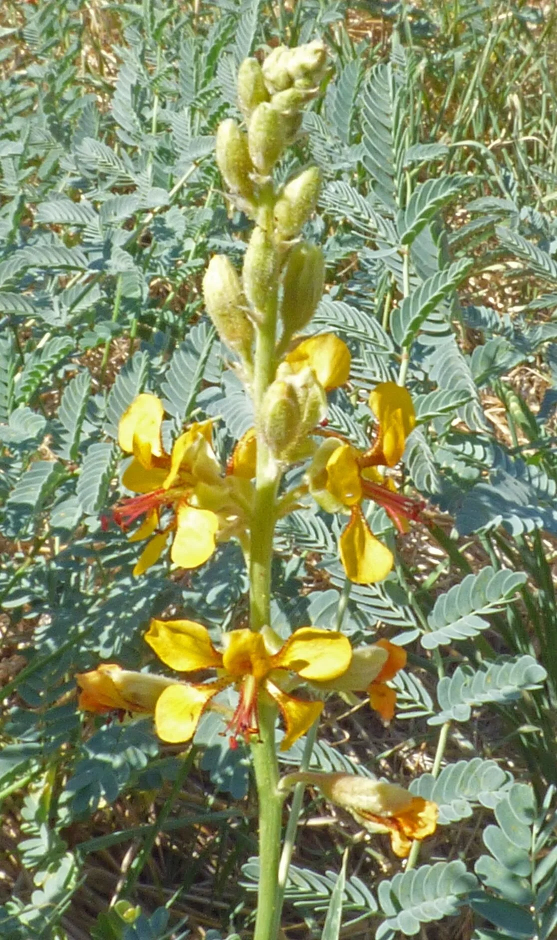 Senna covesii.  Photo credit: Jürgen Schrenk.