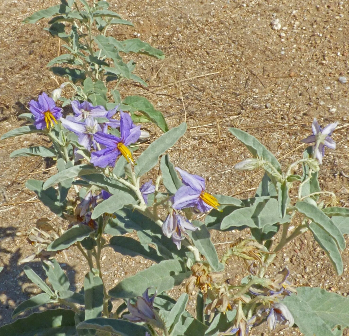Solanum elaeagnifolium.  Photo credit: Jürgen Schrenk.