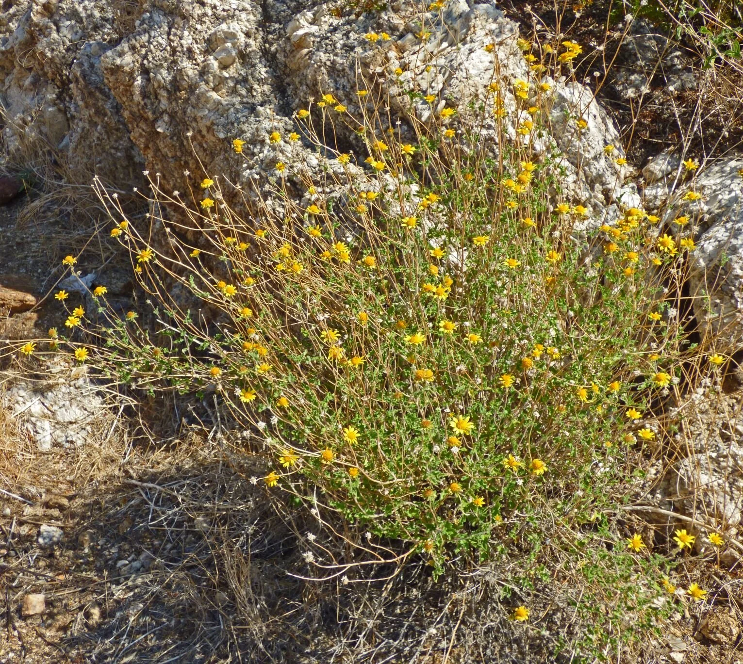 Bahiopsis parishii. Photo credit: Jürgen Schrenk.