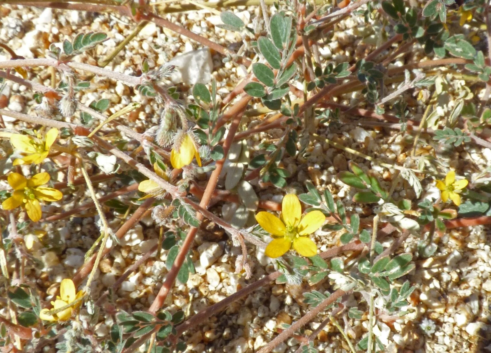 Kallstroemia californica. Photo credit: Jürgen Schrenk.