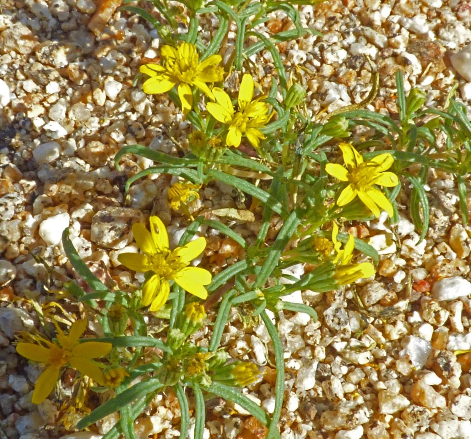 Pectis papposa.Photo credit: Jürgen Schrenk.