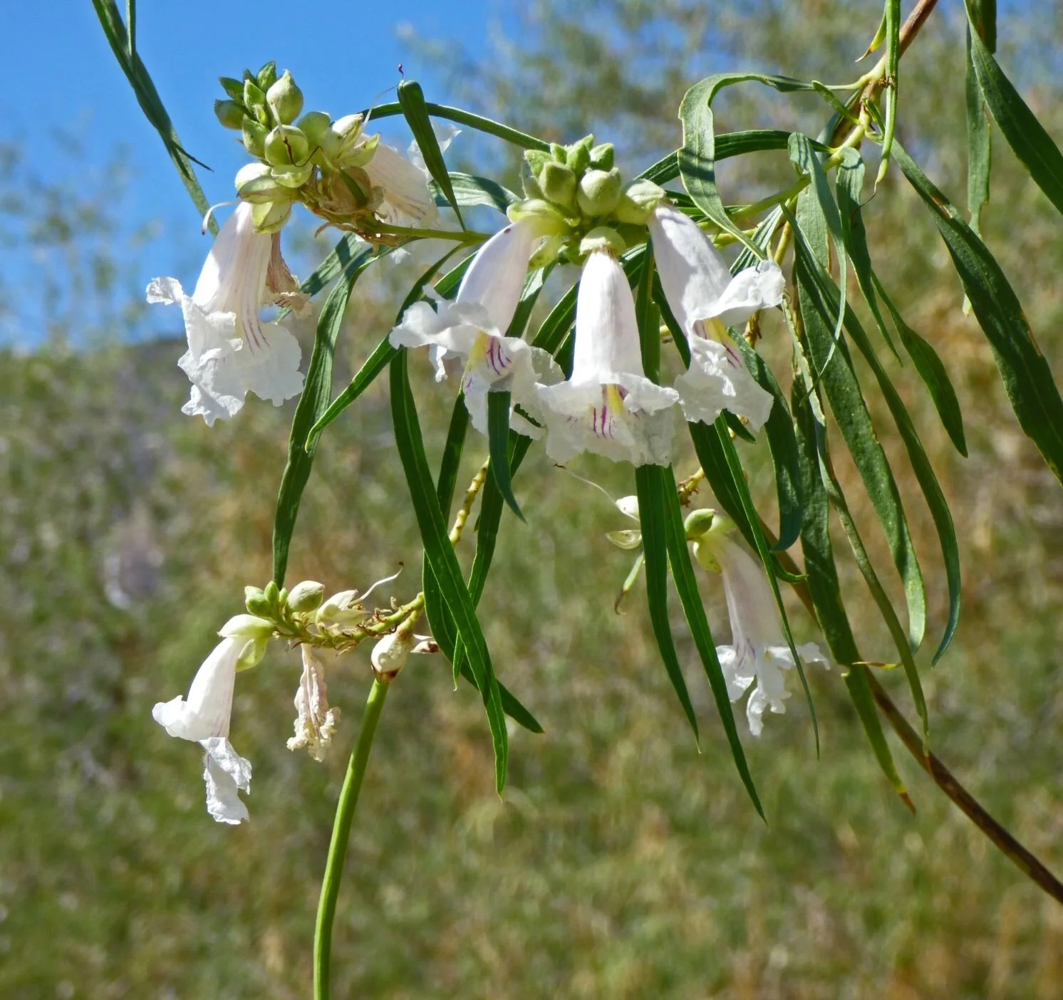 Desert willows (Chilopsis linearis).Photo credit: Jürgen Schrenk.