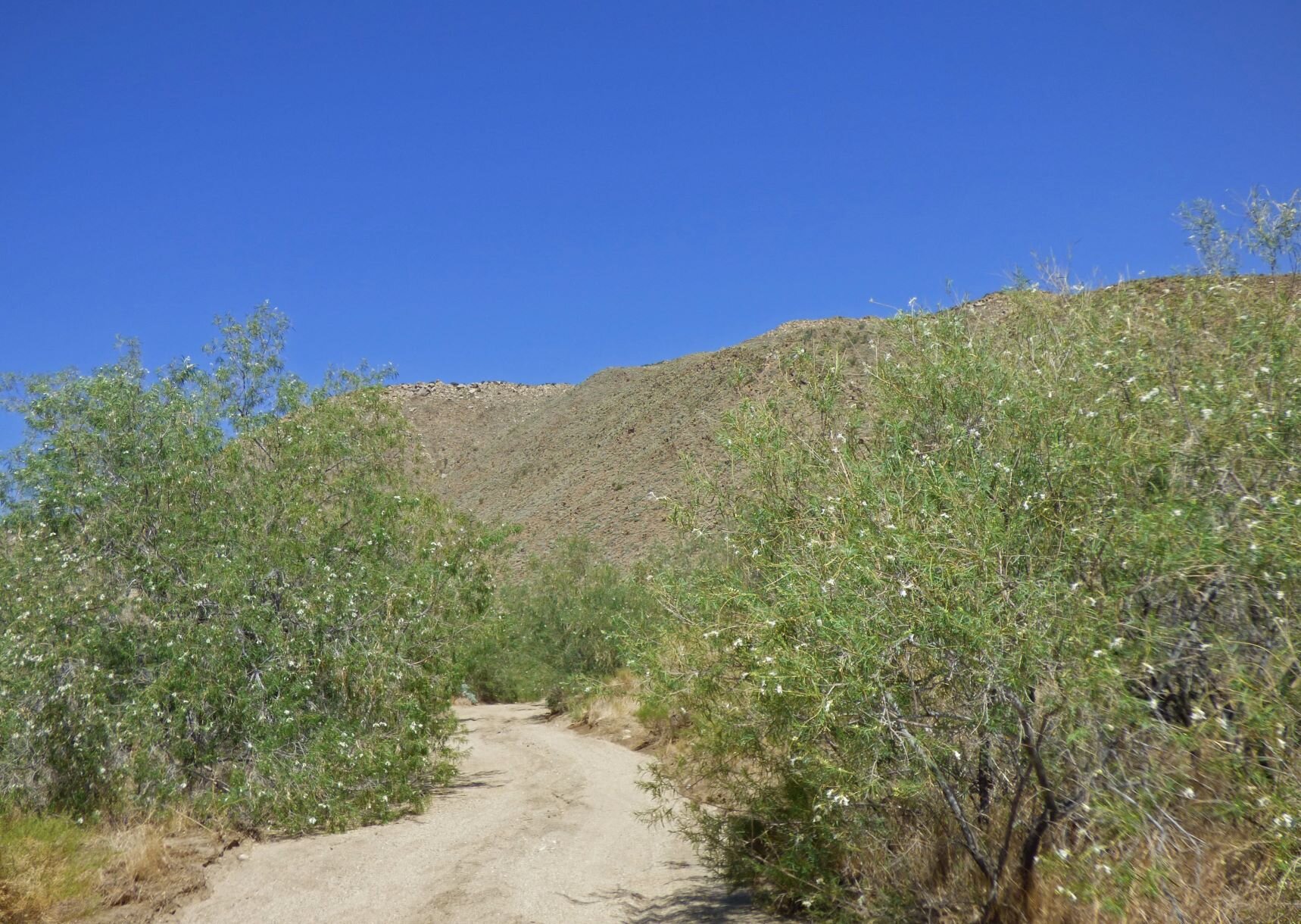 Mason Valley Cactus Gardens. Photo credit: Jürgen Schrenk.
