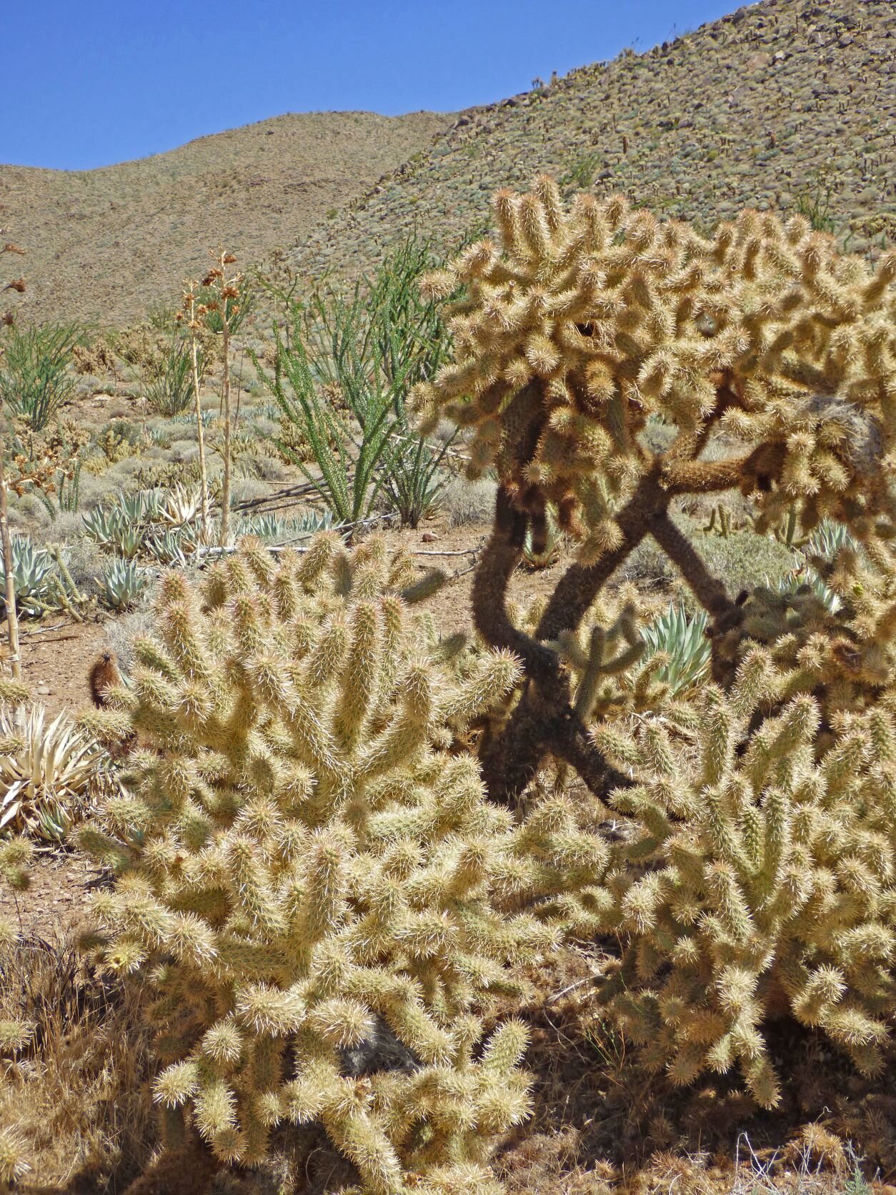 Pink teddy-bear cholla (Cylindropuntia fosbergii).Photo credit: Jürgen Schrenk.