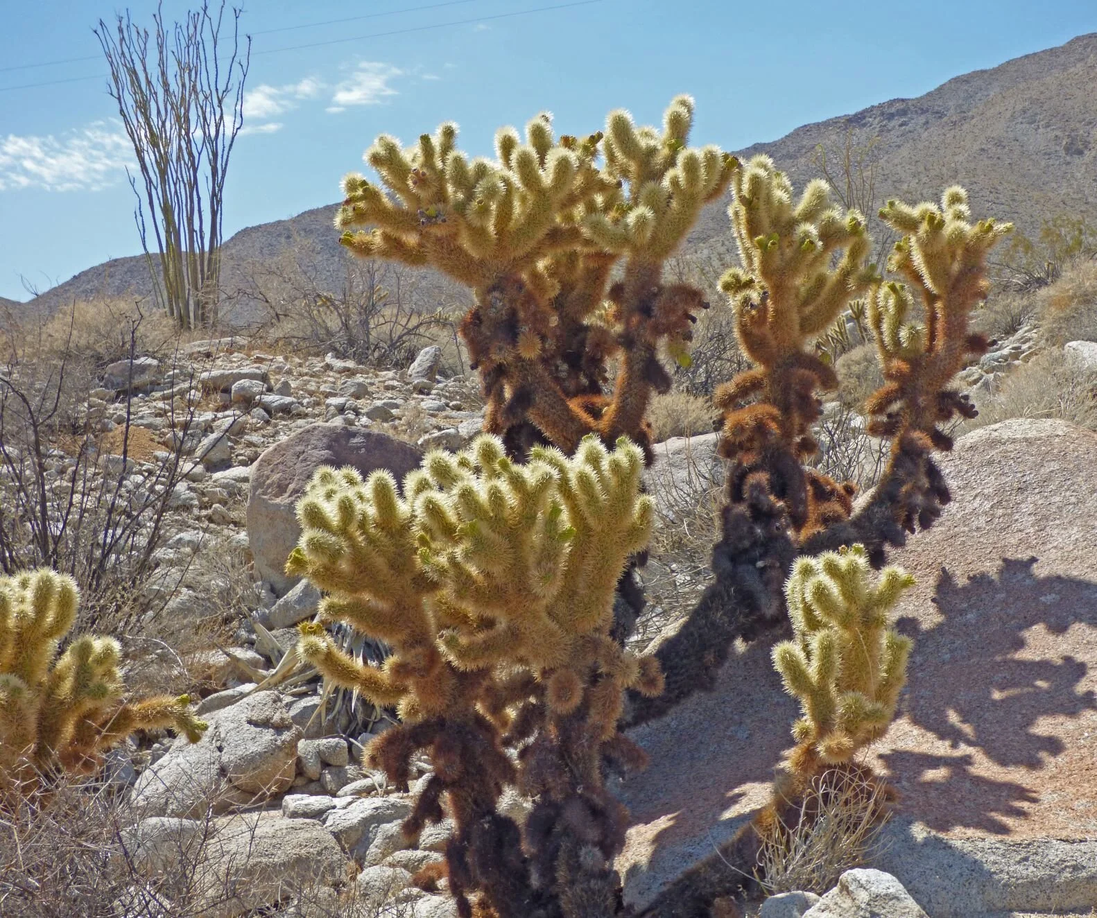 Canyon 41, jumping cholla (Cylindropuntia bigelovii).Photo credit: Jürgen Schrenk.
