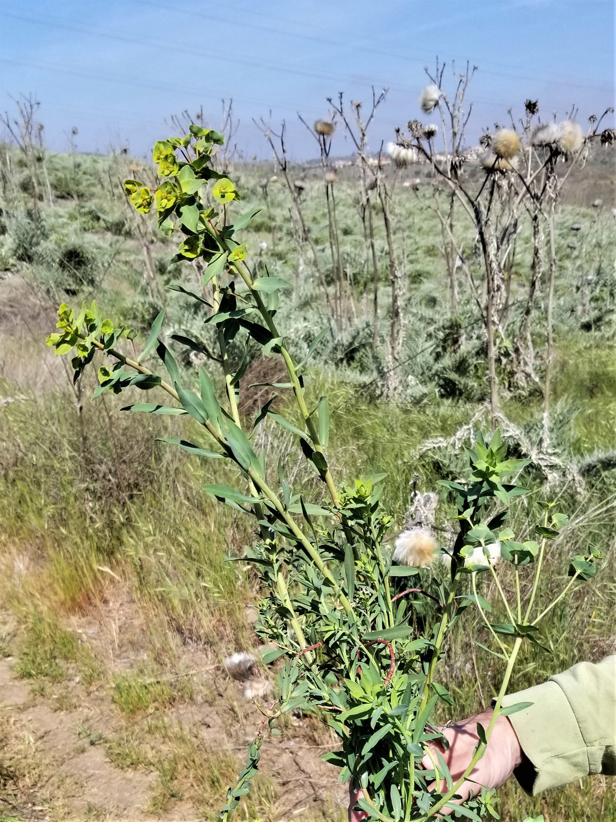 Carnation spurge (Euphorbia terracina) is one of our target invasive species