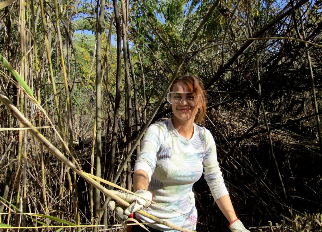 A volunteer pulls up invasive giant reed (Arundo donax).