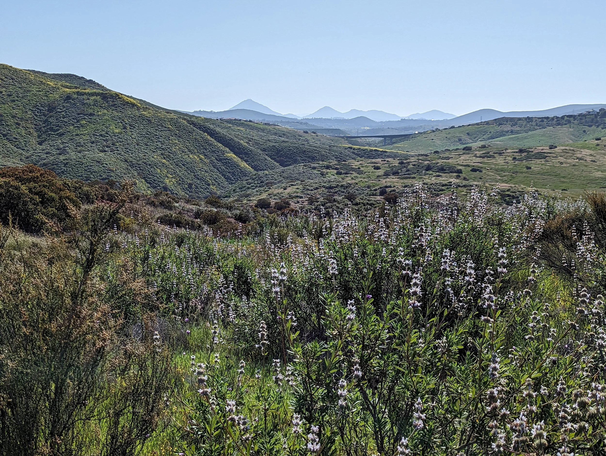 A view of the restoration site looking East with Salvia in the foreground