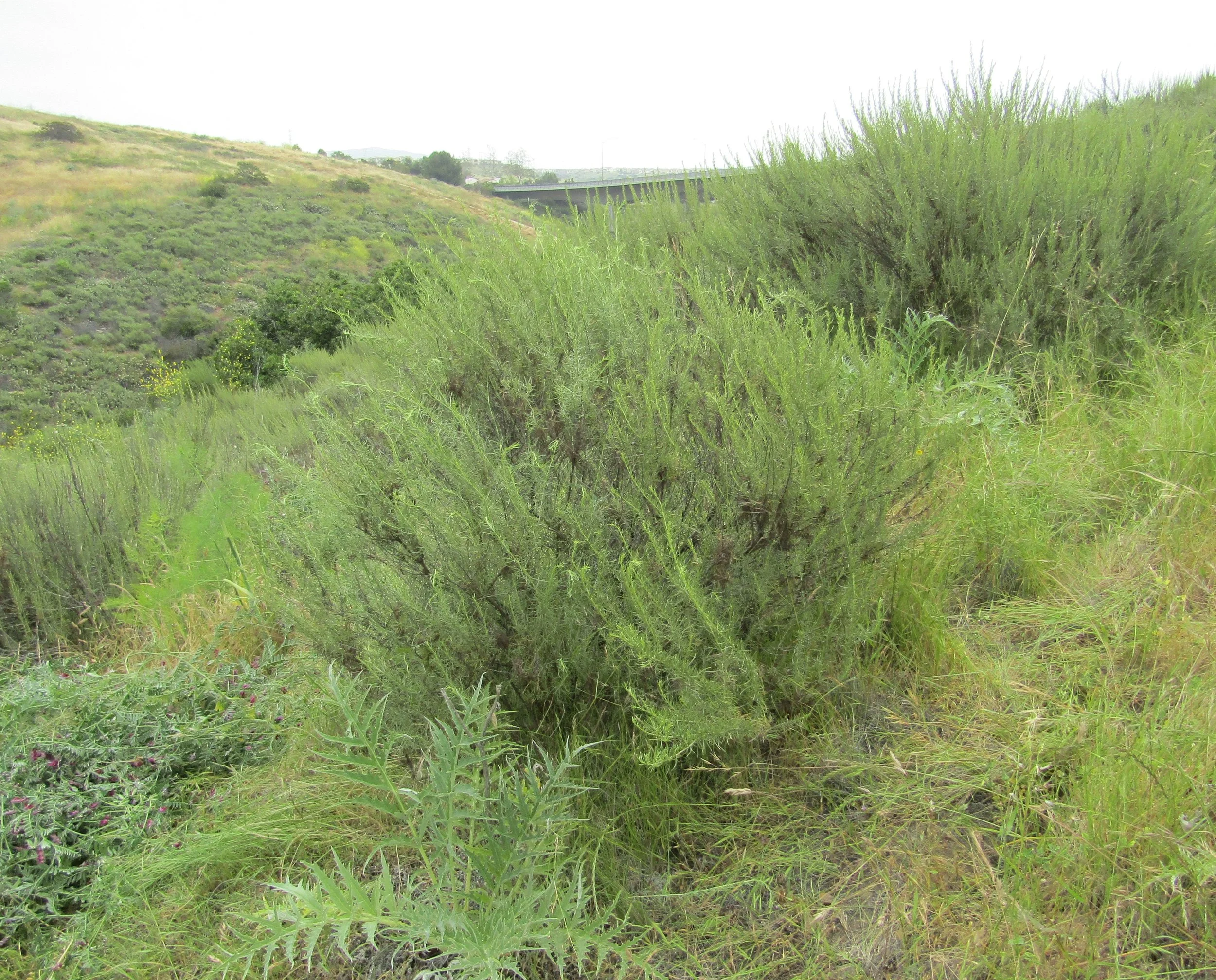 A. californica afterBByrnesOK.JPG