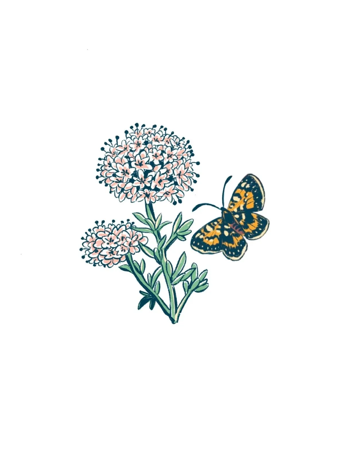 Metalmark Buckwheat