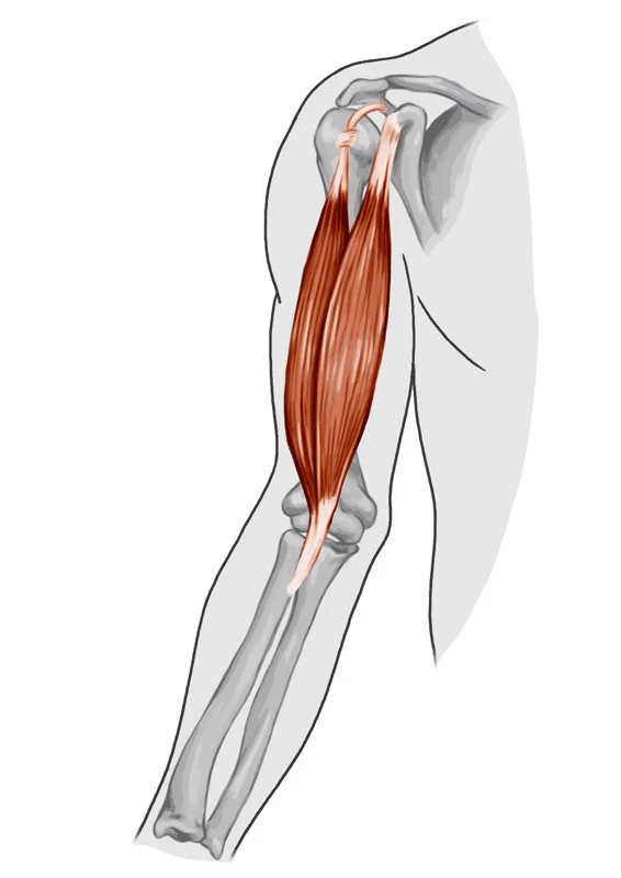 Biceps Tendon Tear - Raleigh Hand Surgery — Joseph J. Schreiber, MD