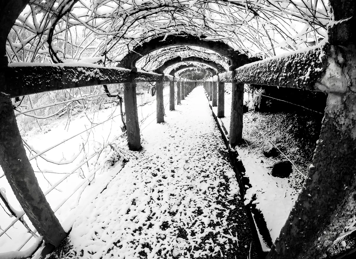 "Tree Tunnel" | 2015